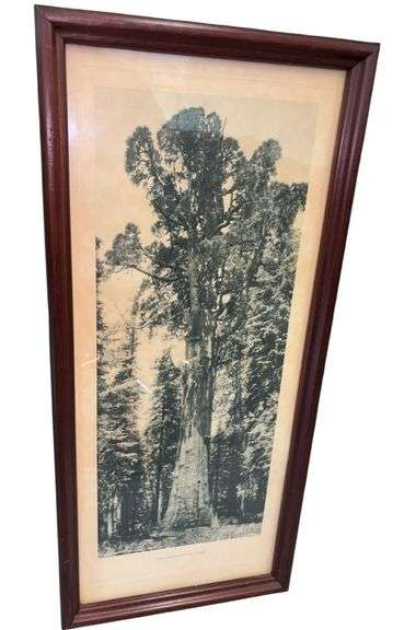 Framed National Geographic Sequoia Print