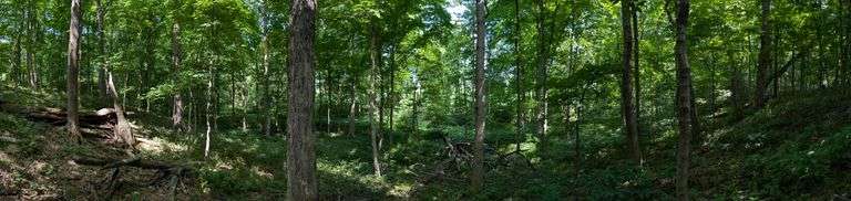 Tract 4 – 34.09+/- Surveyed Acres, 123,000+ Feet of Marketable Timber including Black Walnuts, Ash, Cherry, Oaks and Others, Excellent Recreational Tract with High Whitetail Potential, Possible Building Sites