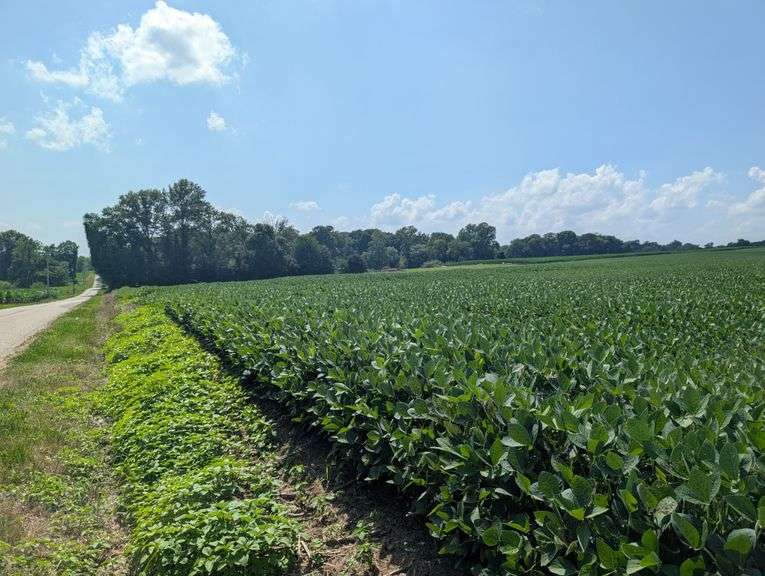 Tract 6 – 75.02+/- Surveyed Acres, 62.41 FSA Tillable Acres, Ultra-High Productivity of 116.7!