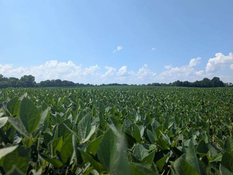 Tract 3 – 98.44+/- Surveyed Acres, 91.64+/- FSA Tillable Acres, Corn, Bean, Melon, Pumpkin and Specialty Crop Potential!  Excellent High Acreage Count Field with Near 100% Tillable Possibility on Hard-Surface Road!