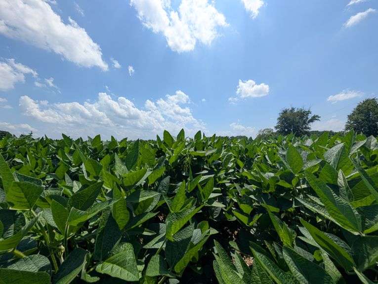 Tract 1 – 75.94+/- Surveyed Acres, 62.51+/- FSA Tillable Acres, Grain Drying & Storage Facility, Field Tile and Terraces in Place, Possible Clearing to make 100% Tillable, Corn, Bean, Melon, Pumpkin and Specialty Crop Potential!
