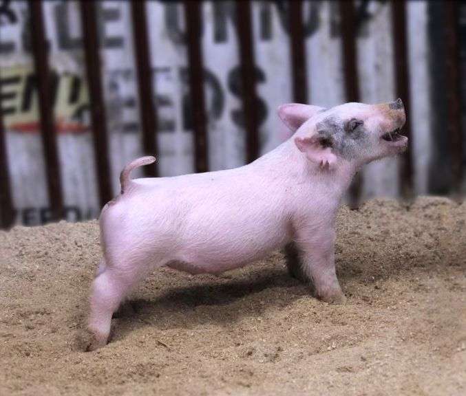 Cross Gilt
