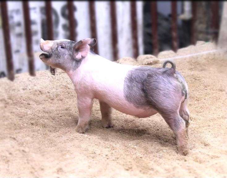 Cross Boar