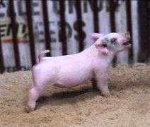 Cross Gilt