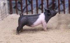 Cross Gilt