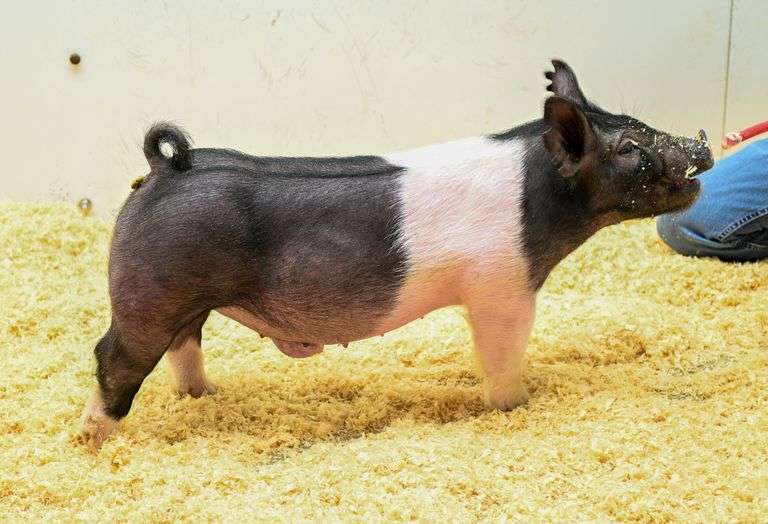 Male Cyrp