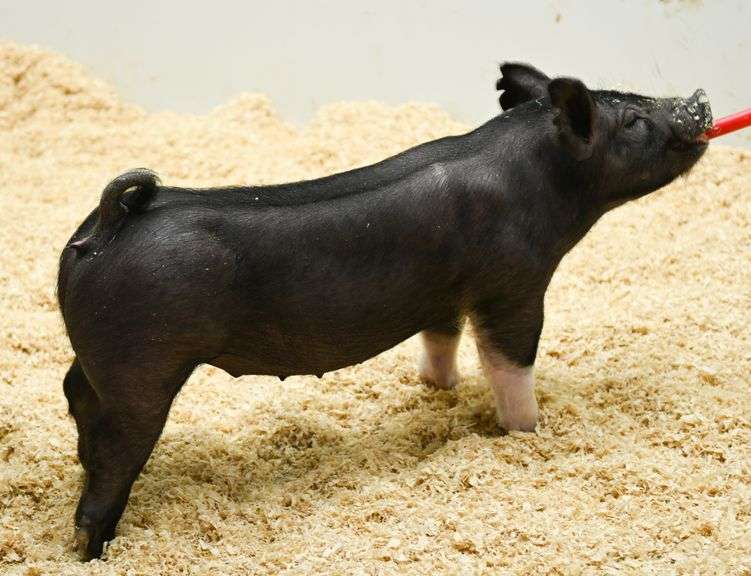 Gilt