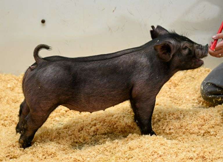 Gilt