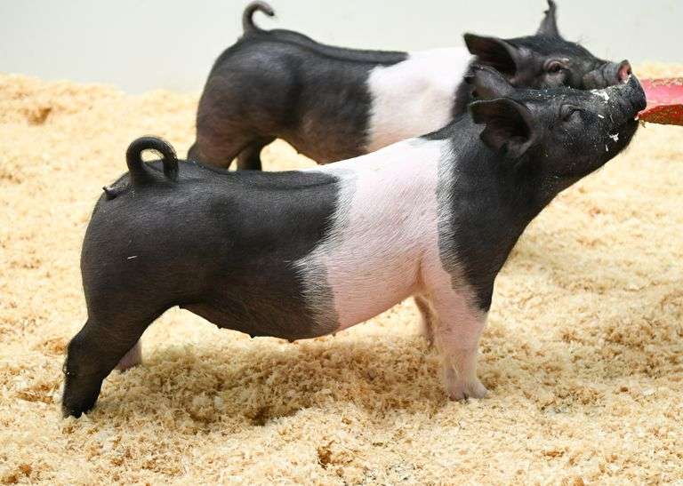 Gilt
