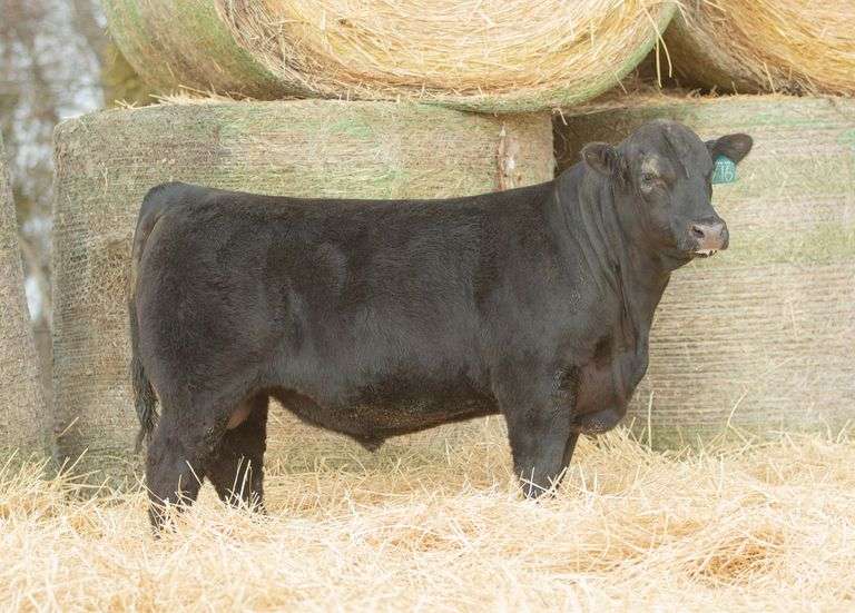 Can Am Big Valley 216