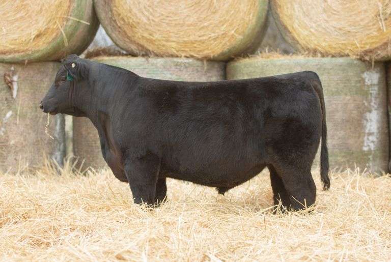 Can Am Big Valley 213