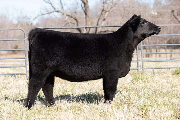 HS LADY K774