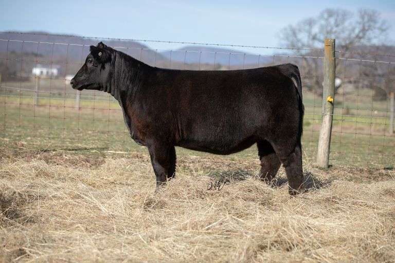 LYLE MISS TAKING PRIDE 839