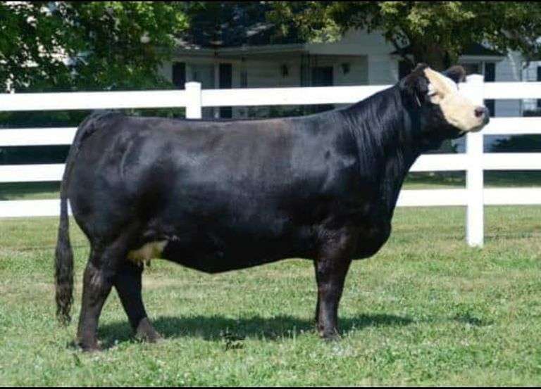 PFS LYNN G11