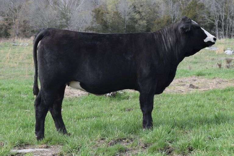 GFCF DANCIN RUBY K19