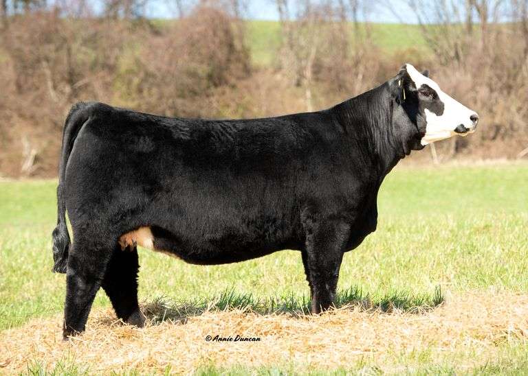 SSC Sweet'n Me Up 217F x W/C Double Down