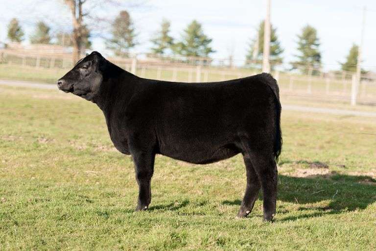 VIRGINIA TECH SAVANNAH K272