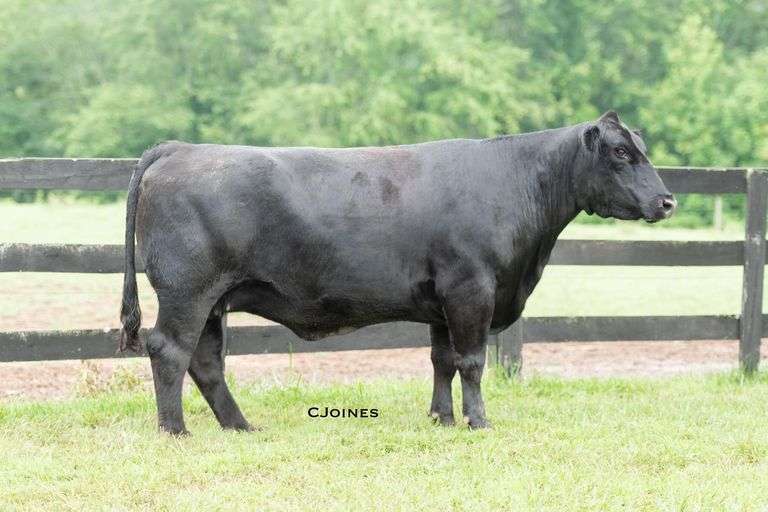 PFS TRINA G13
