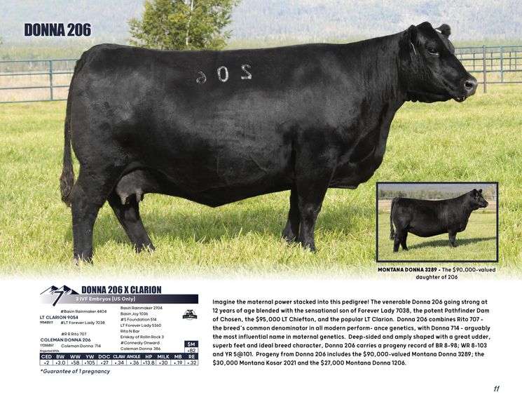 DONNA 206 x CLARION