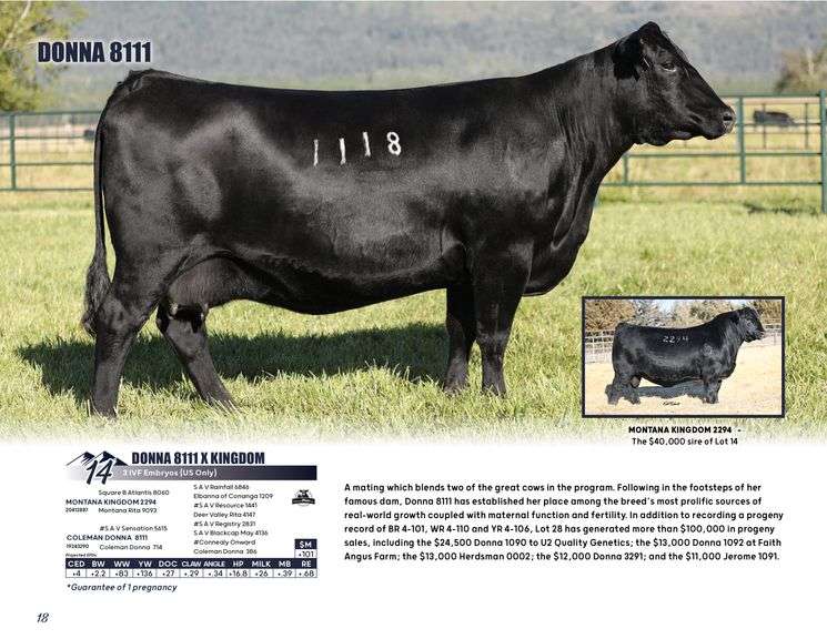 DONNA 8111 x KINGDOM