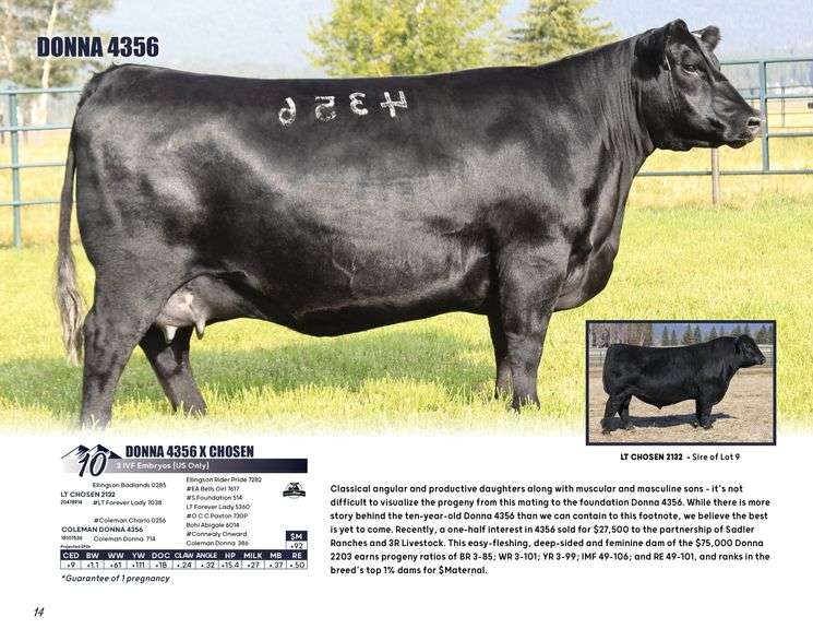 DONNA 4356 x CHOSEN