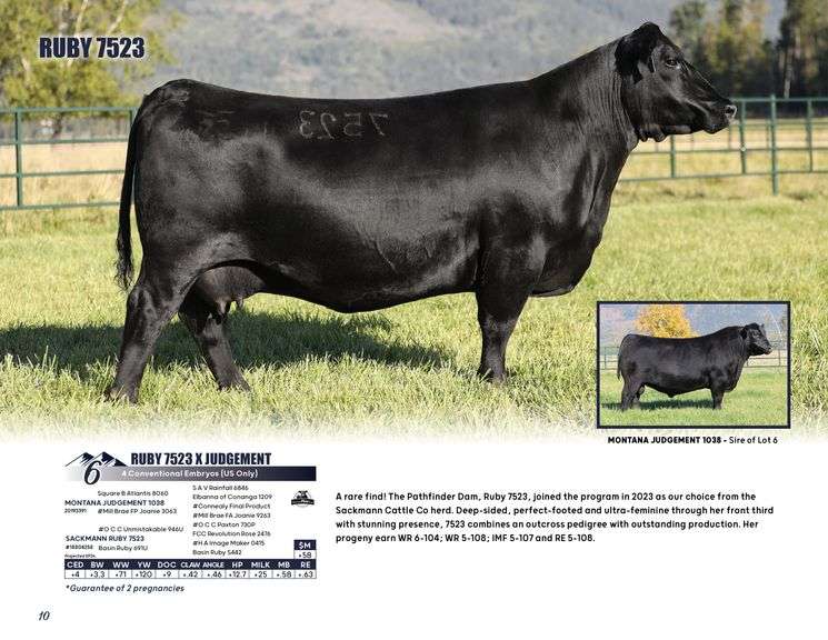 RUBY 7523 x JUDGEMENT