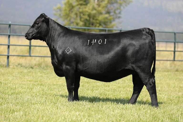 Joanie 1041 x Jet