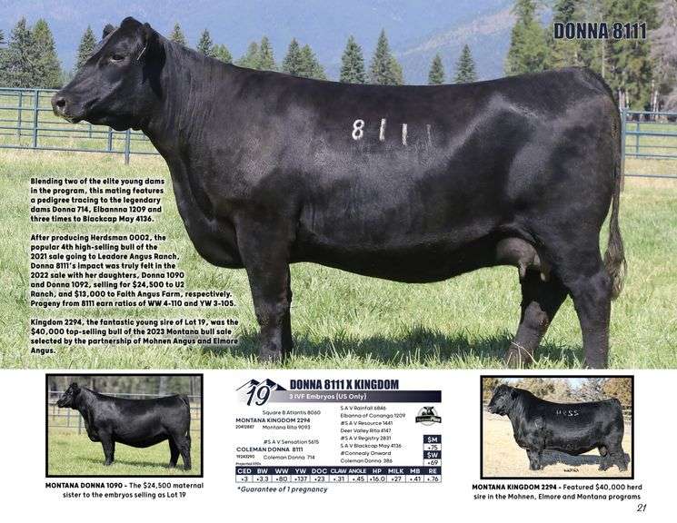 DONNA 8111 x KINGDOM