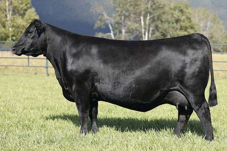 Montana Rita 9093 x Montana Judgement IVF Sexed Female Embryos