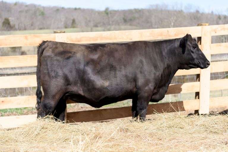 LWHF Everelda Entense 605K