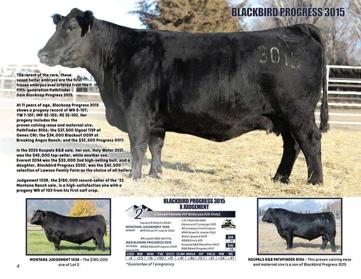 BLACKBIRD PROGRESS 3015 x JUDGEMENT