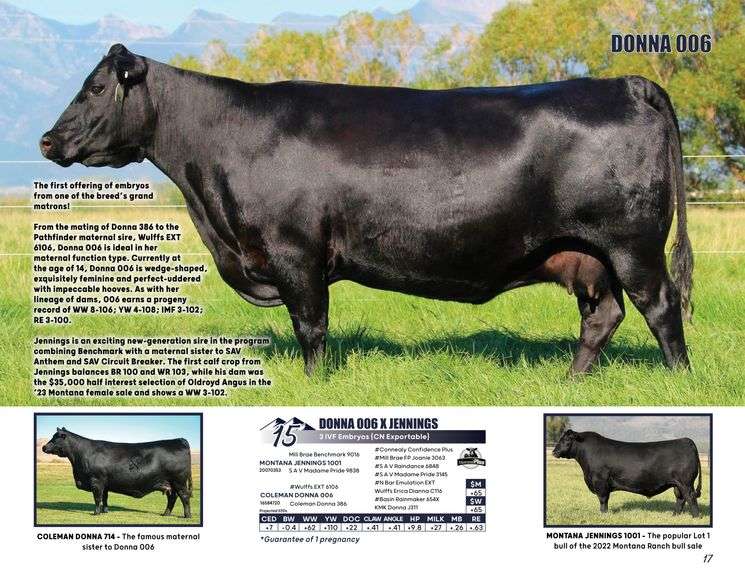 DONNA 006 x JENNINGS