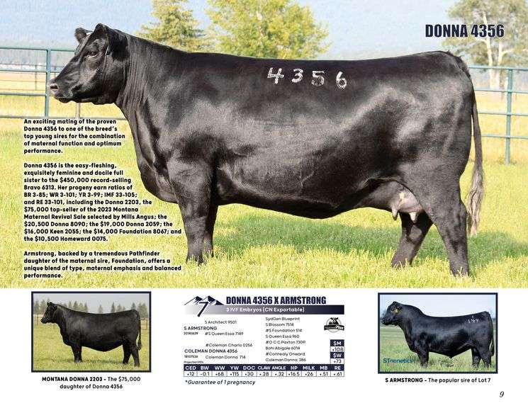 DONNA 4356 x ARMSTRONG