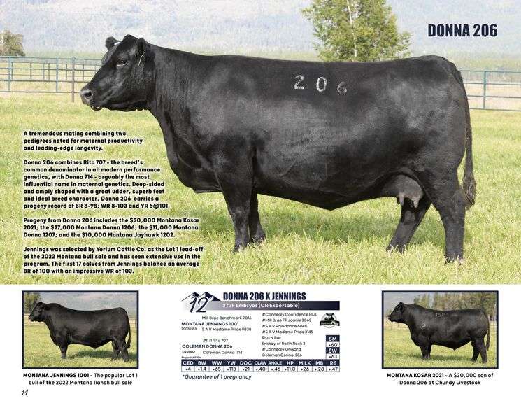 DONNA 206 x JENNINGS