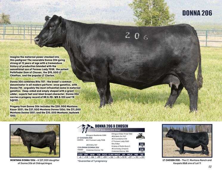 DONNA 206 x CHOSEN