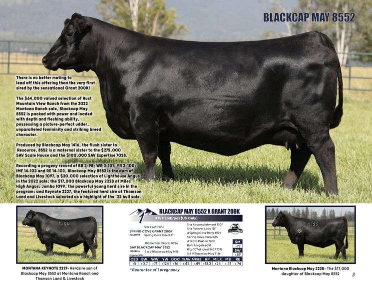 BLACKCAP MAY 8552 x GRANT 200K
