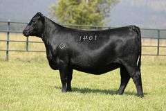 Joanie 1041 x Jet