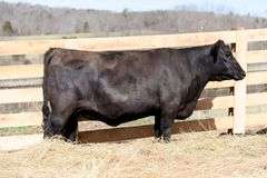 LWHF Everelda Entense 605K
