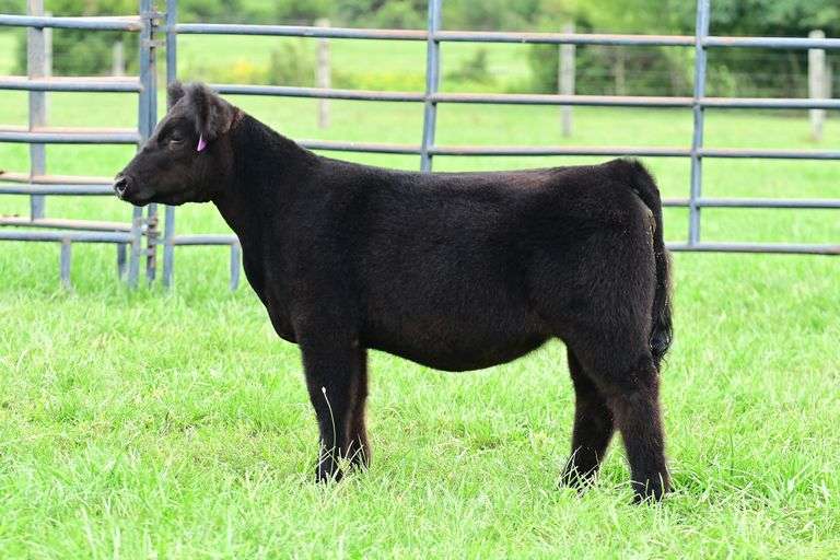 Ruebush Show Stock- Lot 18