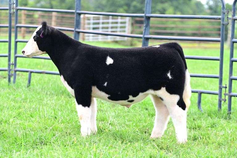 Ruebush Show Stock- Lot 16