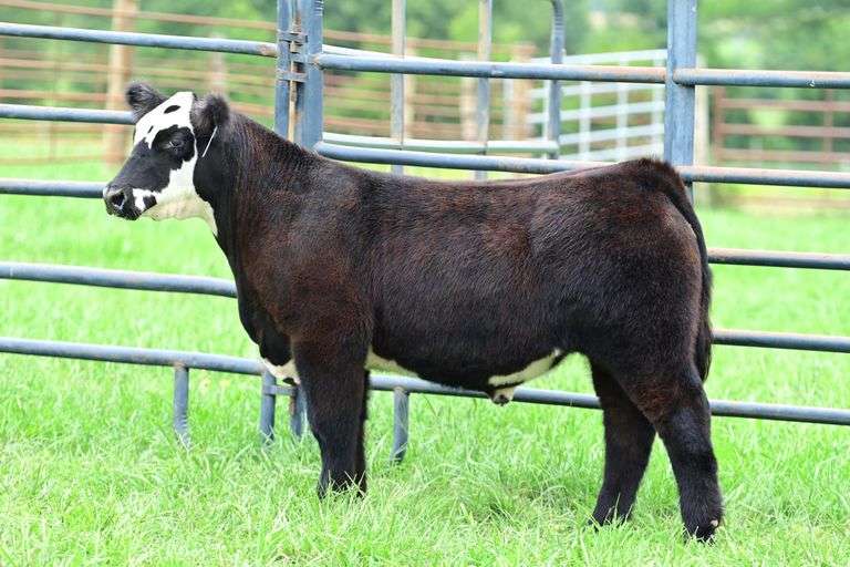C.Lyle Cattle- Lot 8