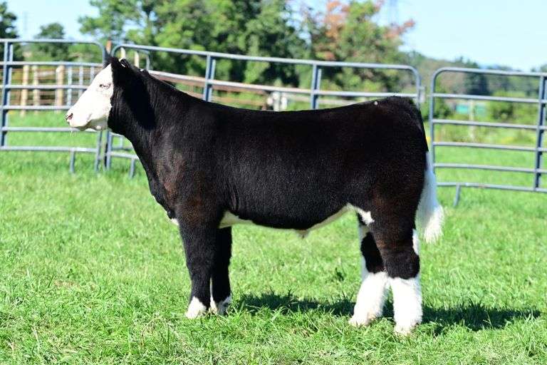 Calm Cattle- Lot 29