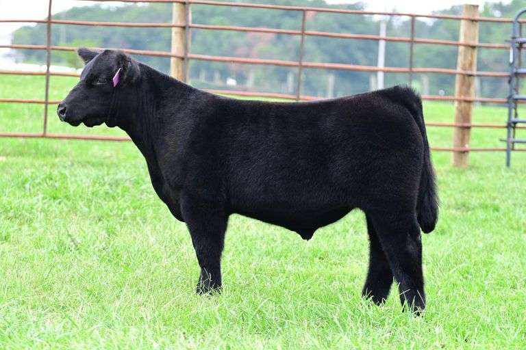 NB Livestock- Lot 19