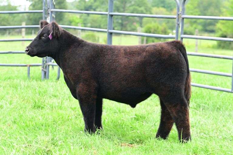 C.Lyle Cattle- Lot 6