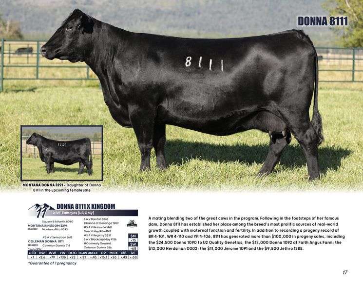 DONNA 8111 x KINGDOM