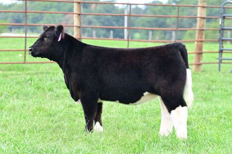 Cedar Springs Farm- Lot 5