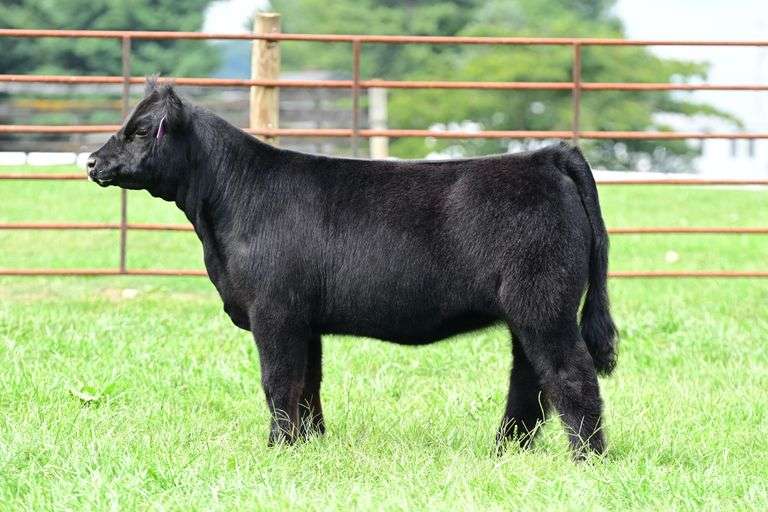 Cedar Springs Farm- Lot 4