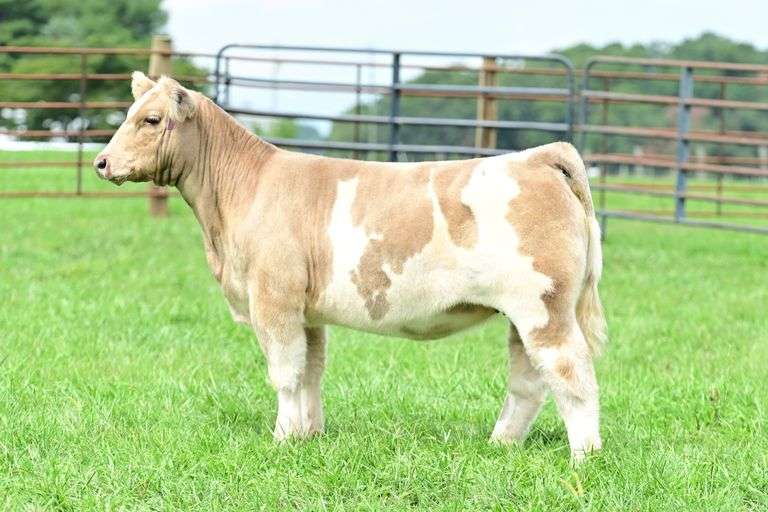 Cedar Springs Farm - Lot 1