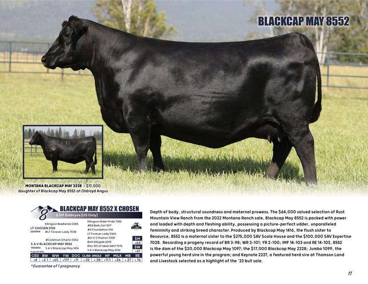 BLACKCAP MAY 8552 x CHOSEN