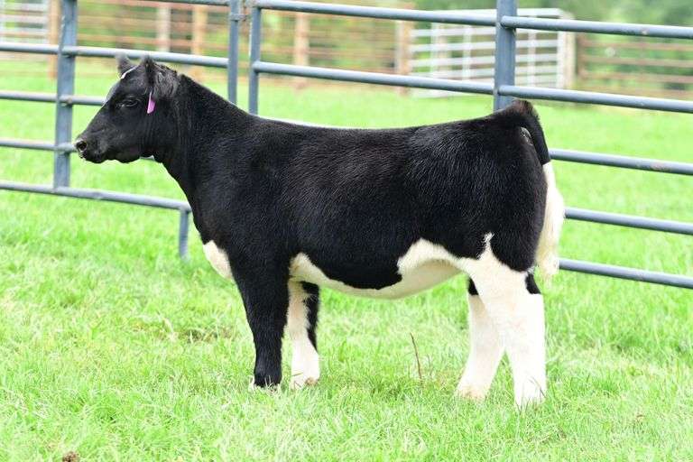 C.Lyle Cattle- Lot 9